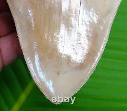 MEGALODON SHARK TOOTH 5 & 1/2 INDONESIAN With STAND & PLAQUE MEGLADONE