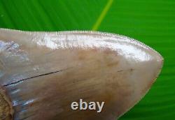 MEGALODON SHARK TOOTH 5 & 1/2 INDONESIAN With STAND & PLAQUE MEGLADONE