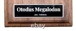 MEGALODON SHARK TOOTH 5 & 1/2 INDONESIAN With STAND & PLAQUE MEGLADONE