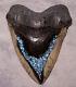 Megalodon Shark Tooth 5 1/2 Sharks Teeth Fossil Diamond Polish Turquoise Inlay