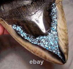 MEGALODON SHARK TOOTH 5 1/2 SHARKS TEETH FOSSIL DIAMOND POLISH Turquoise Inlay