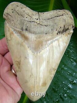 MEGALODON SHARK TOOTH 5 & 1/2 in. BEST of the BEST MUSEUM GRADE USA