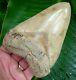 Megalodon Shark Tooth 5 & 1/2 In. Best Of The Best Museum Grade Usa