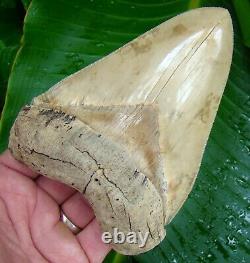 MEGALODON SHARK TOOTH 5 & 1/2 in. BEST of the BEST MUSEUM GRADE USA