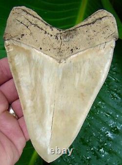 MEGALODON SHARK TOOTH 5 & 1/2 in. BEST of the BEST MUSEUM GRADE USA