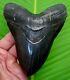 Megalodon Shark Tooth 5 & 1/2 In. No Resto! With Display Stand Megladone