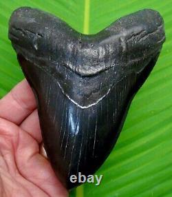 MEGALODON SHARK TOOTH 5 & 1/2 in. NO RESTO! With DISPLAY STAND MEGLADONE