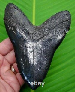 MEGALODON SHARK TOOTH 5 & 1/2 in. NO RESTO! With DISPLAY STAND MEGLADONE