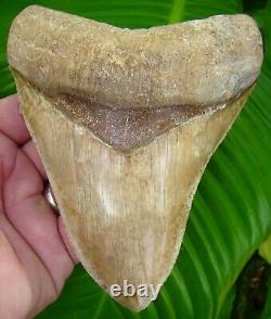 MEGALODON SHARK TOOTH 5 & 1/2 in. ULTRA RARE CHILEAN MEG CHILE