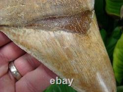 MEGALODON SHARK TOOTH 5 & 1/2 in. ULTRA RARE CHILEAN MEG CHILE