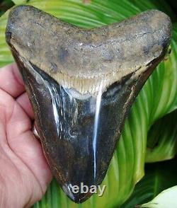 MEGALODON SHARK TOOTH 5 & 1/4 in. COLORFUL REAL FOSSIL NO RESTORATIONS