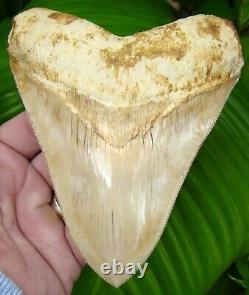 MEGALODON SHARK TOOTH 5 & 1/4 in. FLAWLESS SERRATIONS INDONESIAN