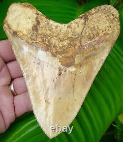 MEGALODON SHARK TOOTH 5 & 1/4 in. FLAWLESS SERRATIONS INDONESIAN
