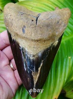 MEGALODON SHARK TOOTH 5 & 1/4 in. TOP 1% REAL FOSSIL NOT FAKE