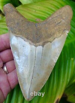 MEGALODON SHARK TOOTH 5 & 1/4 in. TOP 1% REAL FOSSIL NOT FAKE