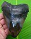 Megalodon Shark Tooth 5 & 1/4 With Stand & Plaque Fossil Megladone Jw