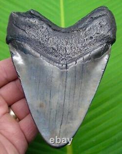 MEGALODON SHARK TOOTH 5 & 1/4 with STAND & PLAQUE FOSSIL MEGLADONE JW