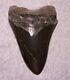 Megalodon Shark Tooth 5 1/8 Sharks Teeth Fossil Stunning Color Diamond Polished