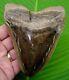 Megalodon Shark Tooth 5 & 1/8 Sharks Teeth With Display Stand Megladone