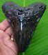 Megalodon Shark Tooth 5 & 1/8 Sharks Teeth With Stand & Plaque Megladone