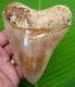 Megalodon Shark Tooth 5 & 1/8 With Display Stand Natural Indonesian