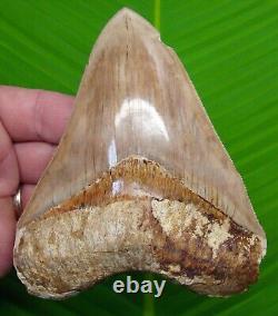 MEGALODON SHARK TOOTH 5 & 1/8 with DISPLAY STAND NATURAL INDONESIAN