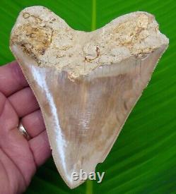 MEGALODON SHARK TOOTH 5 & 1/8 with DISPLAY STAND NATURAL INDONESIAN