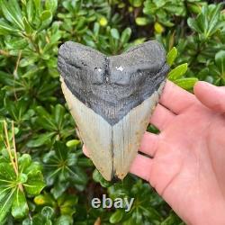 MEGALODON SHARK TOOTH 5.1 AUTHENTIC Real Fossil