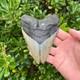 Megalodon Shark Tooth 5.1 Authentic Real Fossil