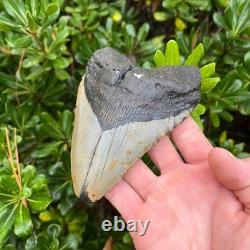 MEGALODON SHARK TOOTH 5.1 AUTHENTIC Real Fossil