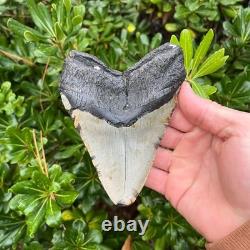 MEGALODON SHARK TOOTH 5.1 AUTHENTIC Real Fossil