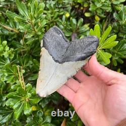 MEGALODON SHARK TOOTH 5.1 AUTHENTIC Real Fossil