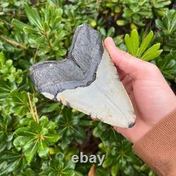 MEGALODON SHARK TOOTH 5.1 AUTHENTIC Real Fossil