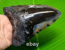 MEGALODON SHARK TOOTH 5.21 inches HUGE SHARK TOOTH REAL FOSSIL