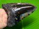 Megalodon Shark Tooth 5.21 Inches Huge Shark Tooth Real Fossil