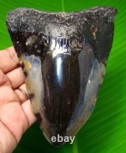 MEGALODON SHARK TOOTH 5.21 inches HUGE SHARK TOOTH REAL FOSSIL