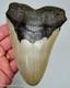 Megalodon Shark Tooth 5.30 Real Fossil Xl Big Meglaodon Sharks Teeth