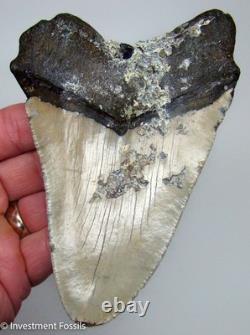 MEGALODON SHARK TOOTH 5.30 Real Fossil XL BIG Meglaodon Sharks Teeth