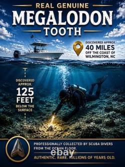 MEGALODON SHARK TOOTH 5.30 Real Fossil XL BIG Meglaodon Sharks Teeth