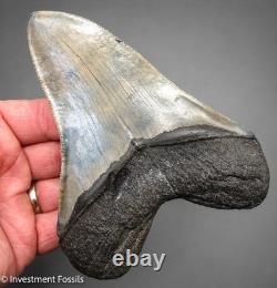 MEGALODON SHARK TOOTH 5.30 Real Fossil XL Serrated Sharks Teeth No Resto
