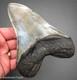 Megalodon Shark Tooth 5.30 Real Fossil Xl Serrated Sharks Teeth No Resto