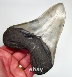 MEGALODON SHARK TOOTH 5.30 Real Fossil XL Serrated Sharks Teeth No Resto