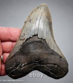 MEGALODON SHARK TOOTH 5.30 Real Fossil XL Serrated Sharks Teeth No Resto
