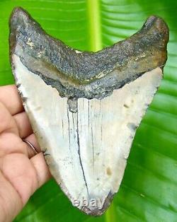 MEGALODON SHARK TOOTH 5.31 inches HUGE 100% REAL FOSSIL NO RESTORATION