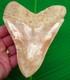Megalodon Shark Tooth 5.38 Real Fossil Indonesian No Restorations