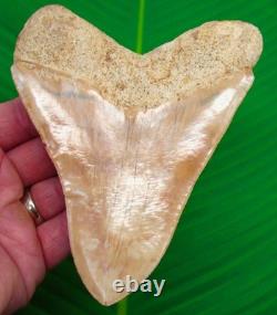 MEGALODON SHARK TOOTH 5.38 Real Fossil Indonesian No Restorations