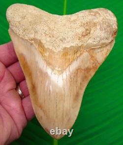 MEGALODON SHARK TOOTH 5.38 Real Fossil Indonesian No Restorations