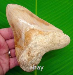 MEGALODON SHARK TOOTH 5.38 Real Fossil Indonesian No Restorations