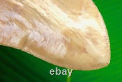 MEGALODON SHARK TOOTH 5.38 Real Fossil Indonesian No Restorations