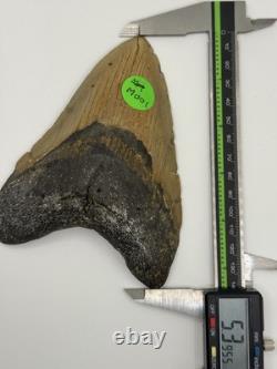 MEGALODON SHARK TOOTH 5.39 x 3.79 wide NORTH CAROLINA. (M001)